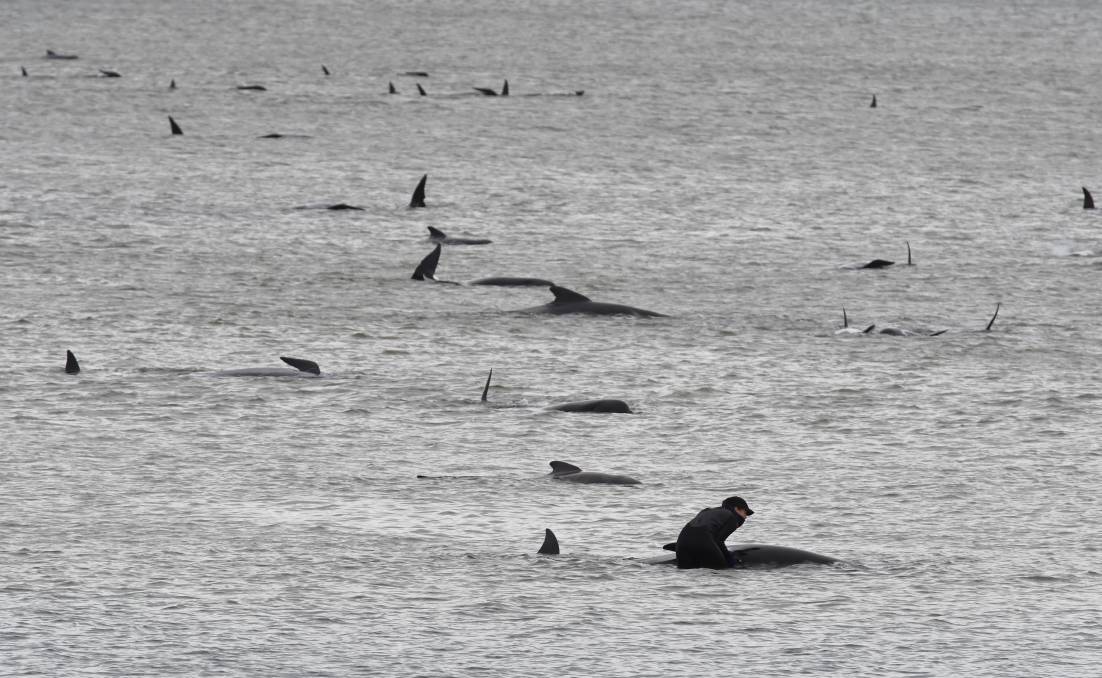 Cientos de ballenas varadas en la costa de Australia