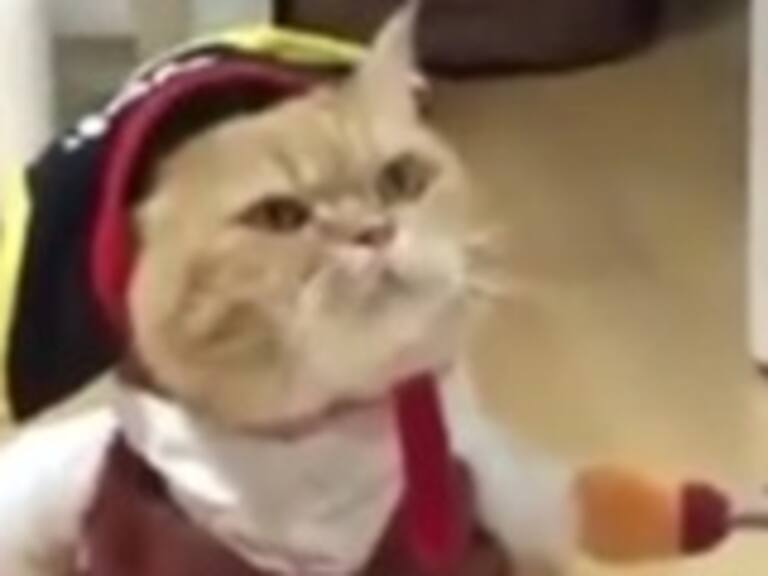 Un vídeo de un gato disfrazado causa la locura, con 46 millones de reproducciones