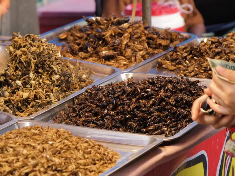 Fueron aprobados por la Unión Europea: Estos son los insectos que se pueden comer de manera segura