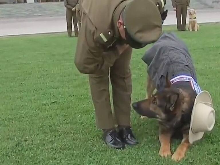 Carabineros bailan cueca con sus perros: «Están emocionados porque les encanta septiembre»