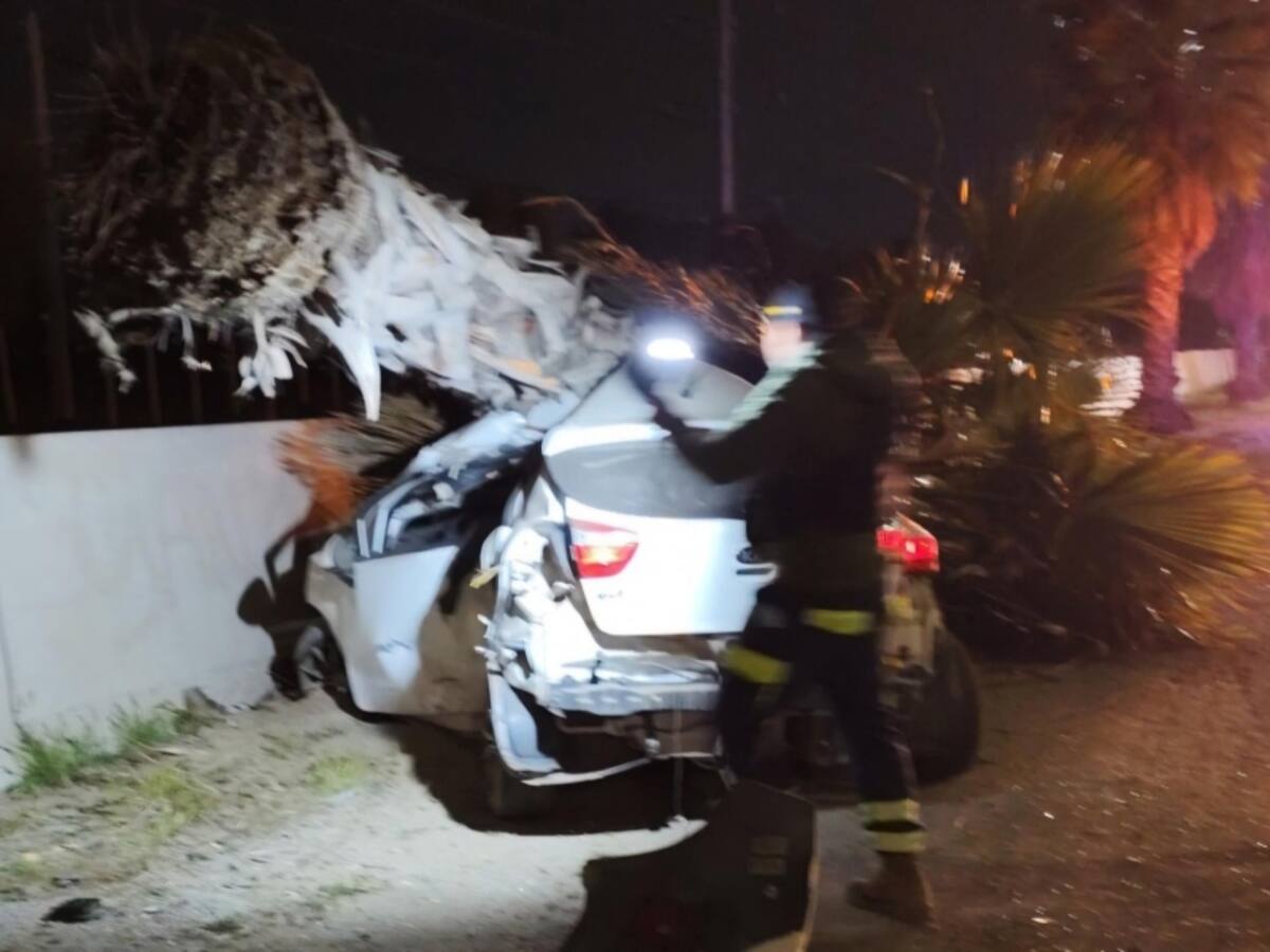 Chocaron con una palmera: dos hombres mueren en accidente de tránsito en Puente Alto