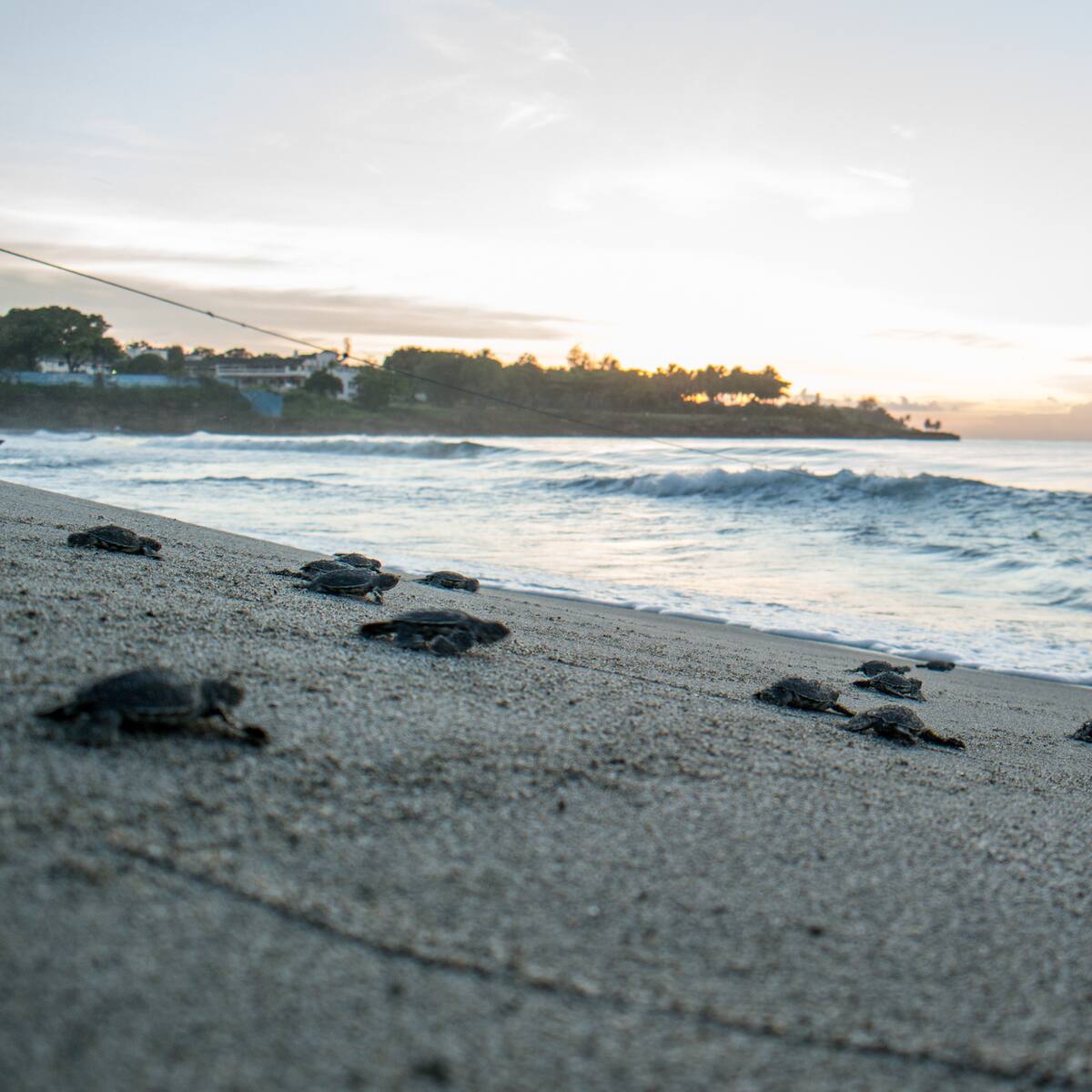 Alerta de ternura: tortugas recién nacidas sorprenden a bañistas en playa de Florida