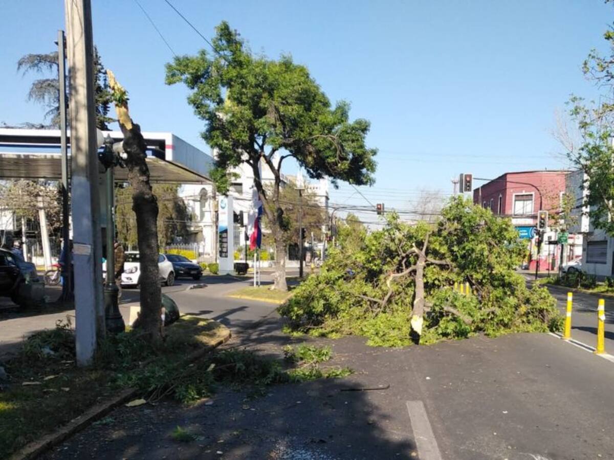 Por muerte de escolar aplastado por un árbol: municipio de Chillán deberá indemnizar con $400 millones a familia de la víctima