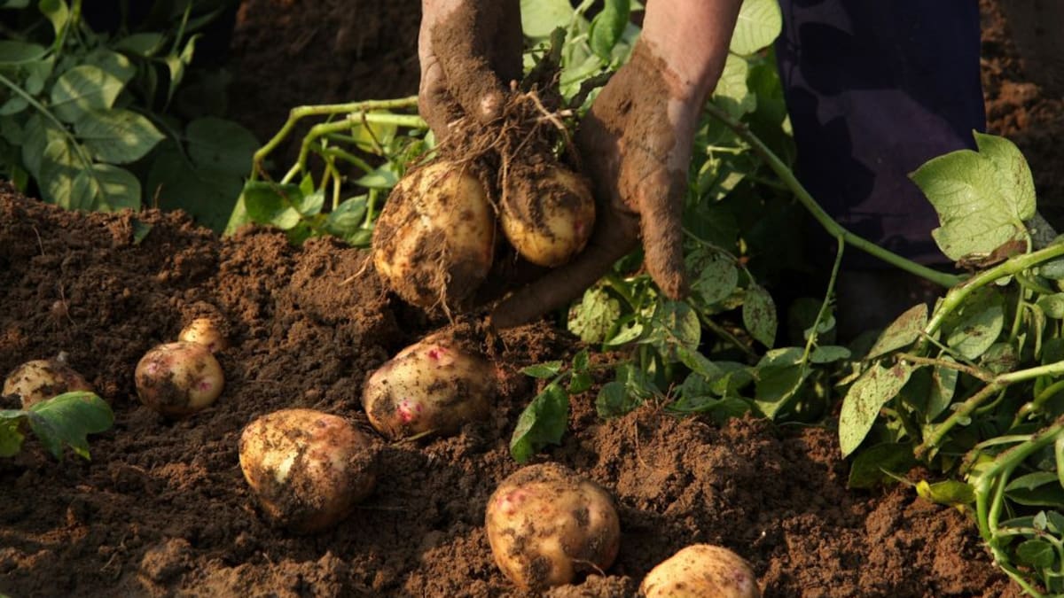 Día de la Papa Frita: el hallazgo de 14 mil años que conecta a Chile con la historia de la papa