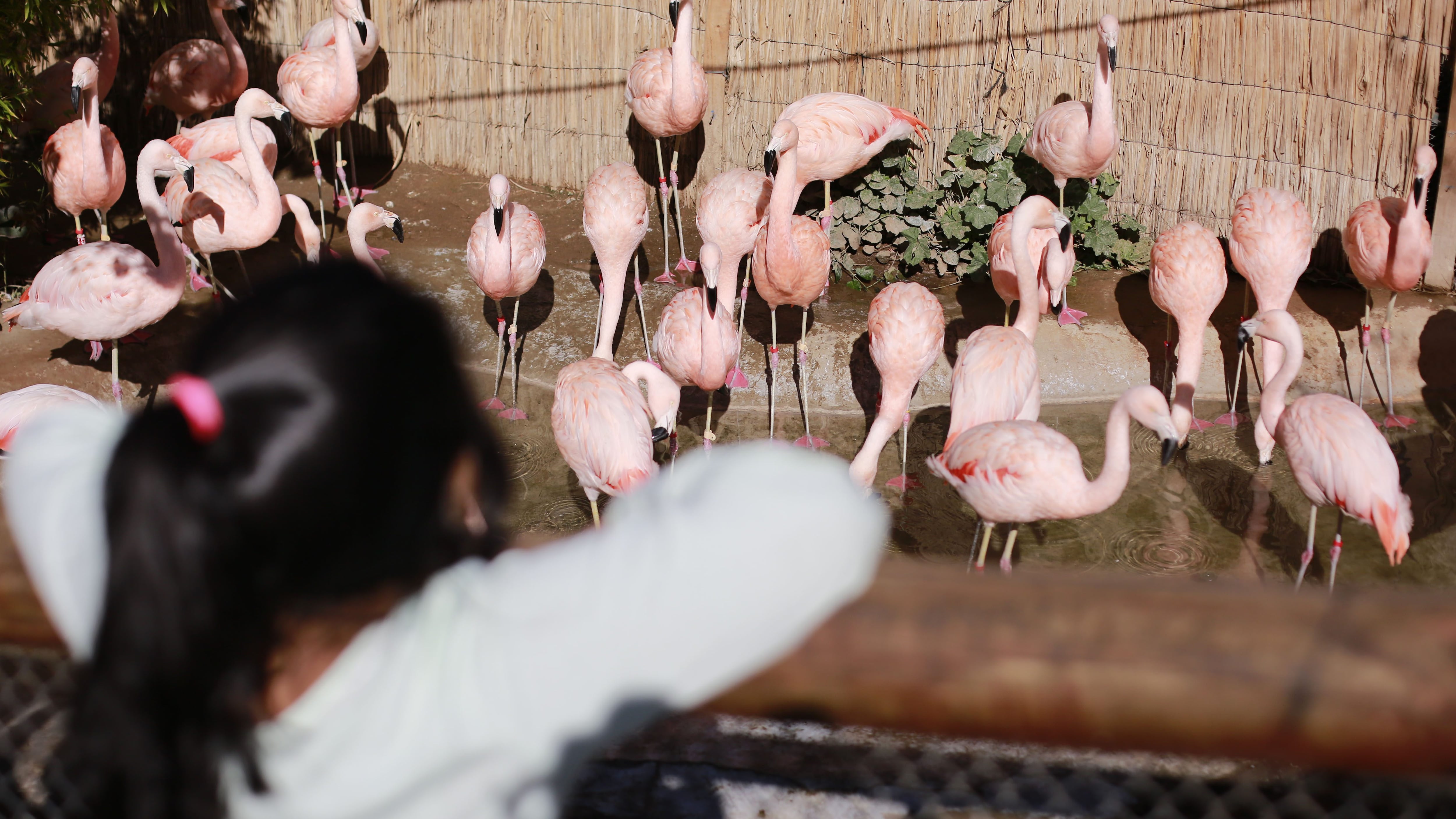 07 de Julio DE 2021/SANTIAGOApertura del zoológico metropolitano tras permanecer cerrado durante la cuarentena.
FOTO: KARIN POZO/AGENCIAUNO