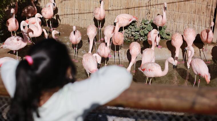 07 de Julio DE 2021/SANTIAGOApertura del zoológico metropolitano tras permanecer cerrado durante la cuarentena.
FOTO: KARIN POZO/AGENCIAUNO