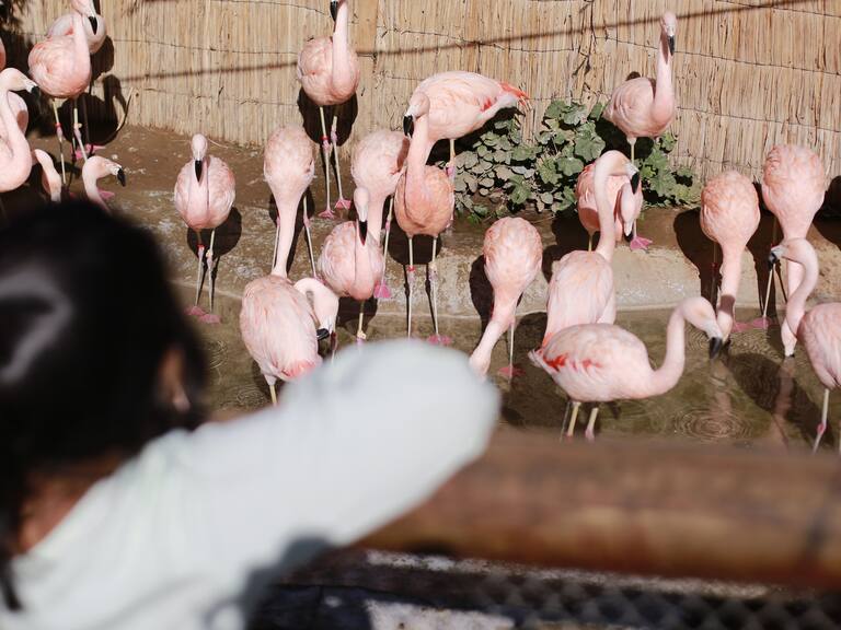 07 de Julio DE 2021/SANTIAGOApertura del zoológico metropolitano tras permanecer cerrado durante la cuarentena.
FOTO: KARIN POZO/AGENCIAUNO