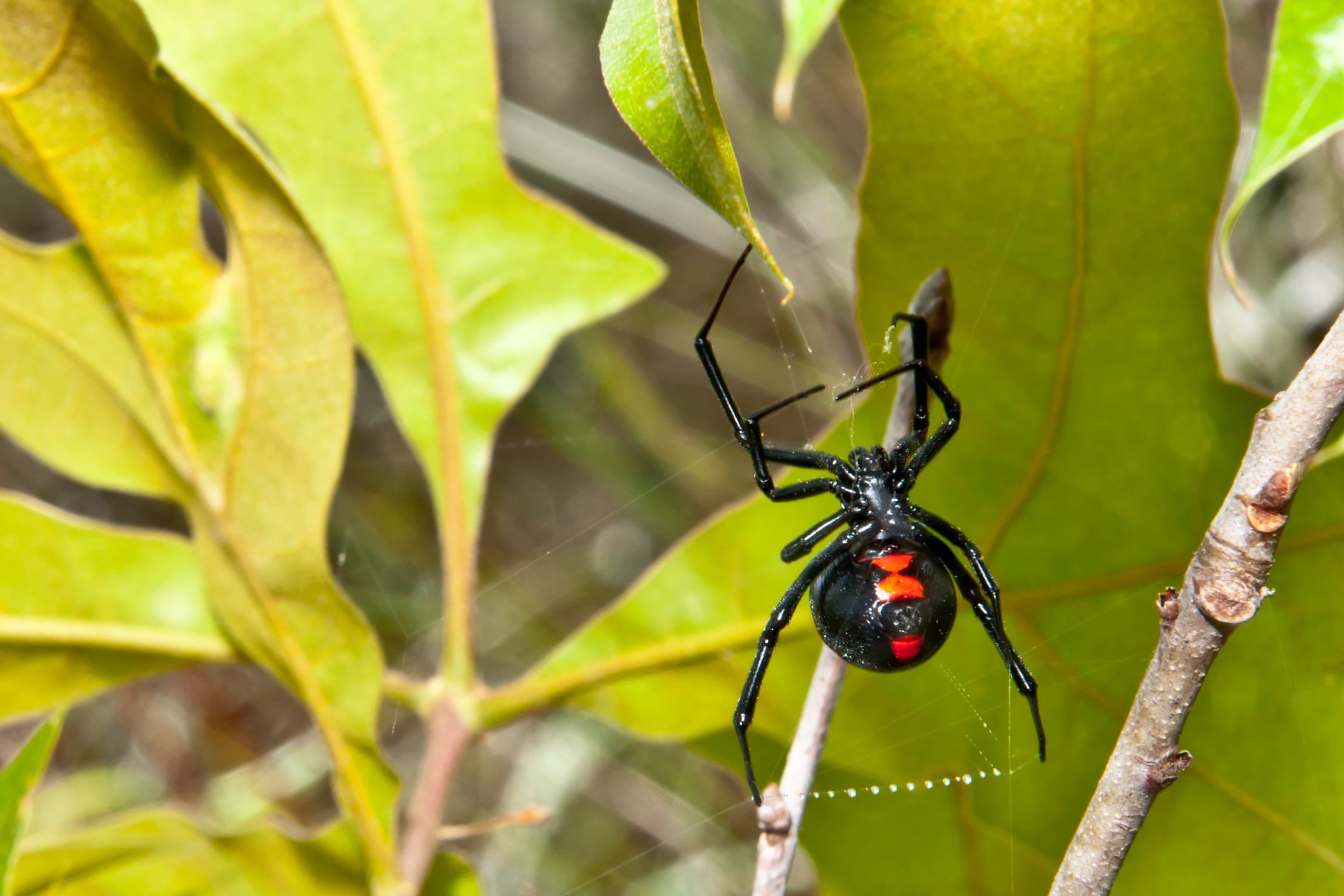 Tan peligrosa como la de rincón y con un potente veneno: la otra dañina araña que habita en Chile