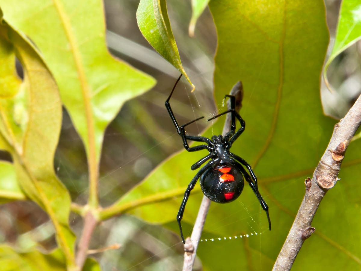 Tan peligrosa como la de rincón y con un potente veneno: la otra dañina araña que habita en Chile
