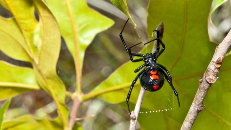 Tan peligrosa como la de rincón y con un potente veneno: la otra dañina araña que habita en Chile