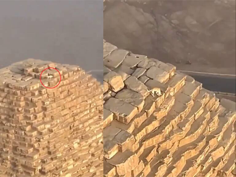 Graban a perro en la cima de la Gran Pirámide de Giza: estaba a más de 100 metros de altura