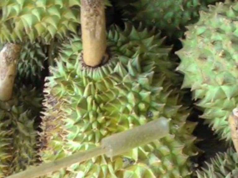 La fruta más hedionda del mundo provocó la evacuación de 550 personas en Australia