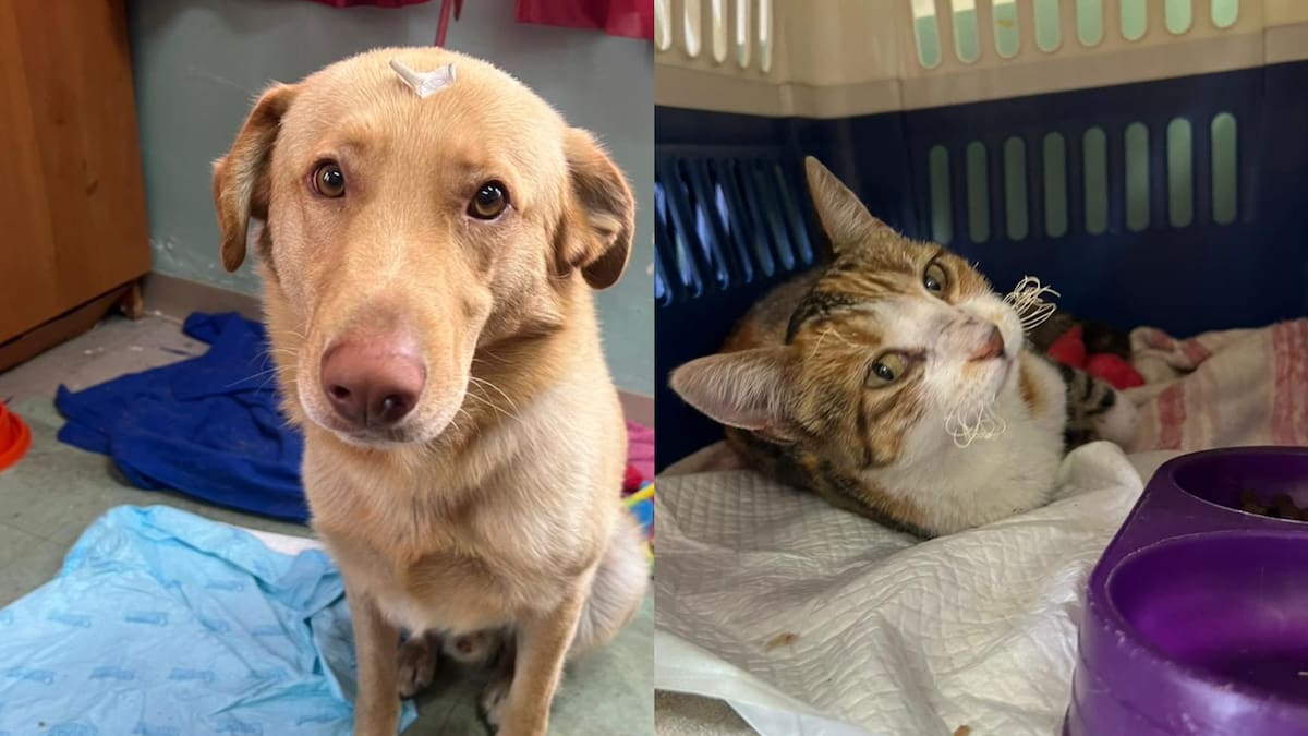 Mascotas heridas y otras hospitalizadas: todo lo que debes saber para ayudar a perros y gatos rescatados tras incendio en Viña del Mar