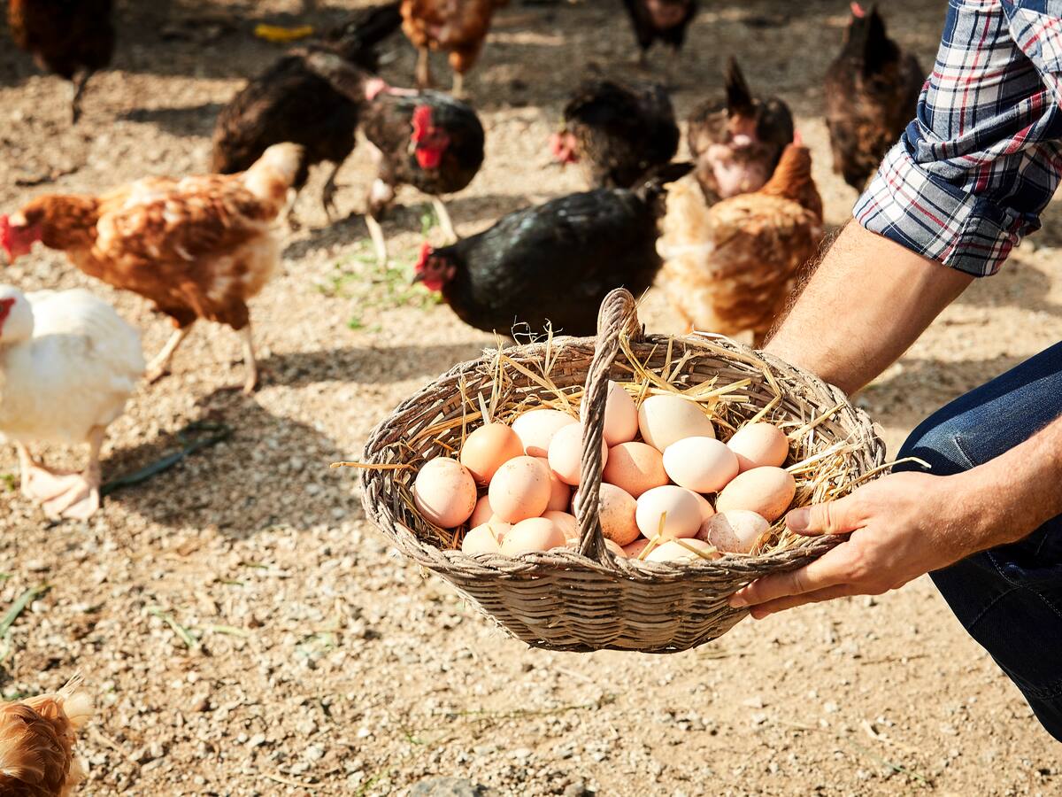 “Gallinas felices” bajo la lupa: Sernac aclara que el concepto no tiene reconocimiento legal en Chile