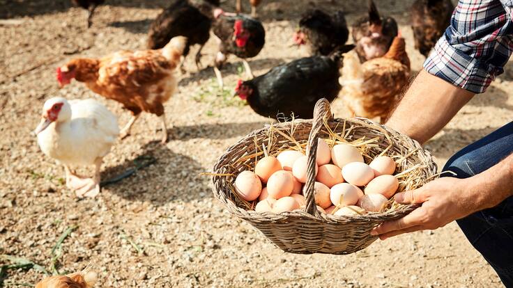 “Gallinas felices” bajo la lupa: Sernac aclara que el concepto no tiene reconocimiento legal en Chile