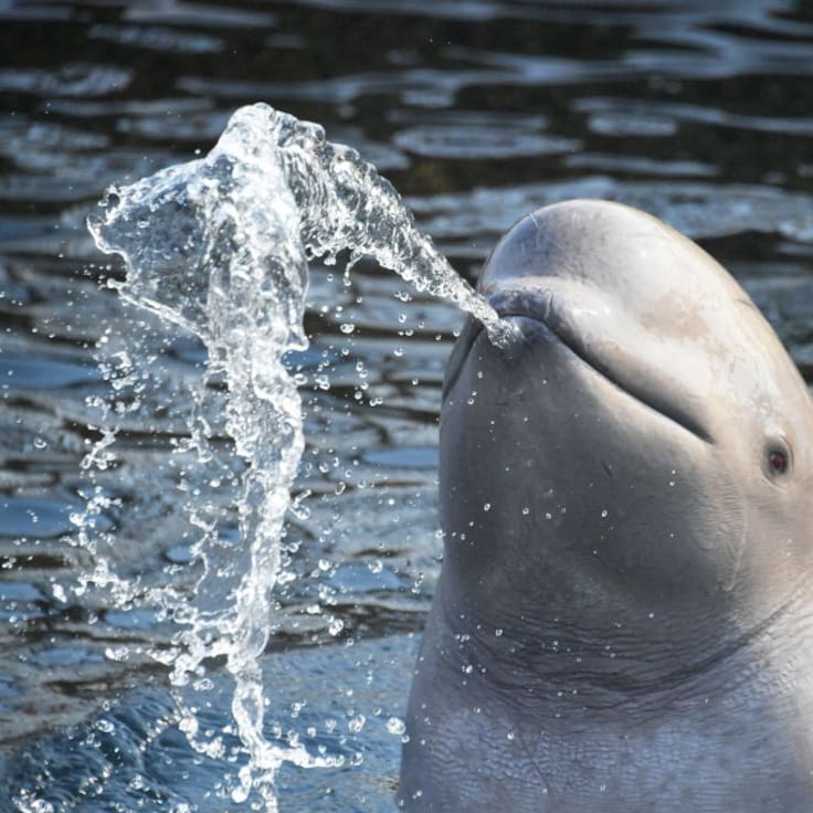 Científicos descubren inesperada capacidad en las ballenas beluga tras experimento con espejos