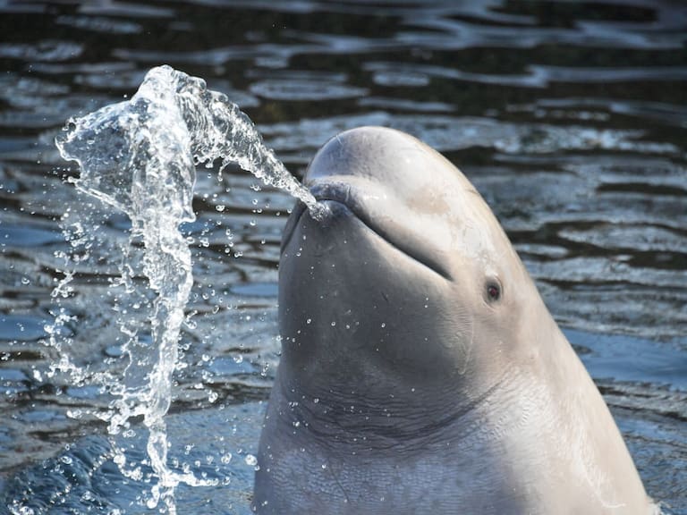 Científicos descubren inesperada capacidad en las ballenas beluga tras experimento con espejos