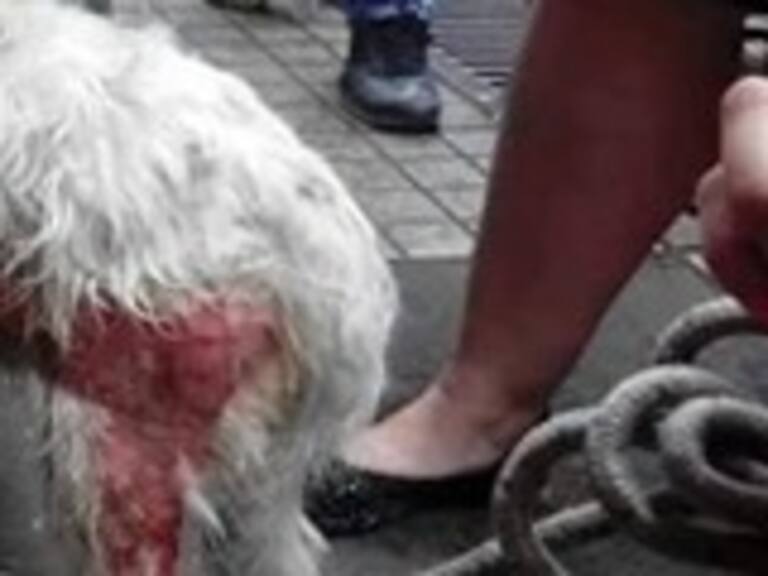 Acusan a mesero de Ají Seco de quemar a perro con agua hirviendo