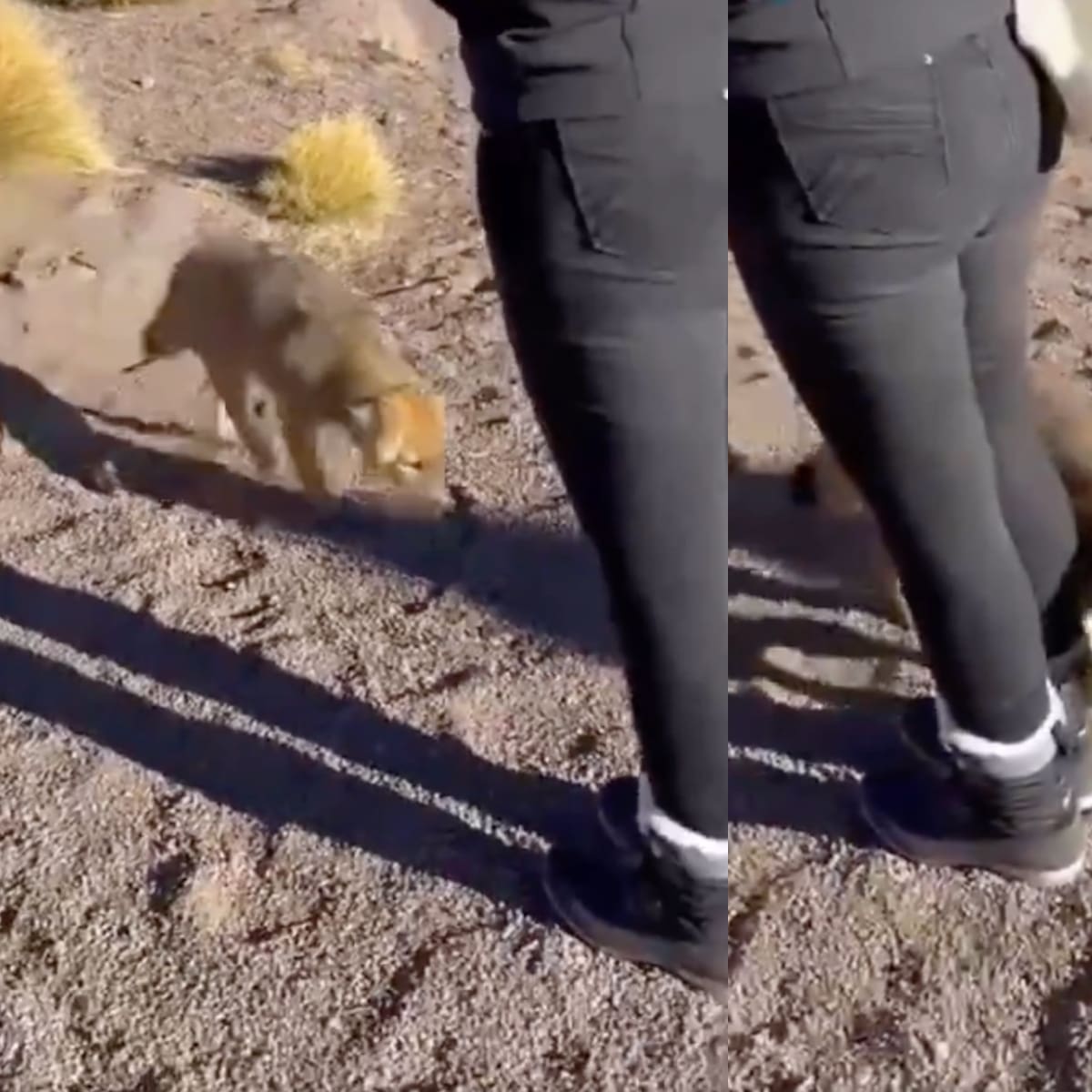 Insólito ataque en San Pedro de Atacama: captan a zorro mordiendo a turista y se hace viral