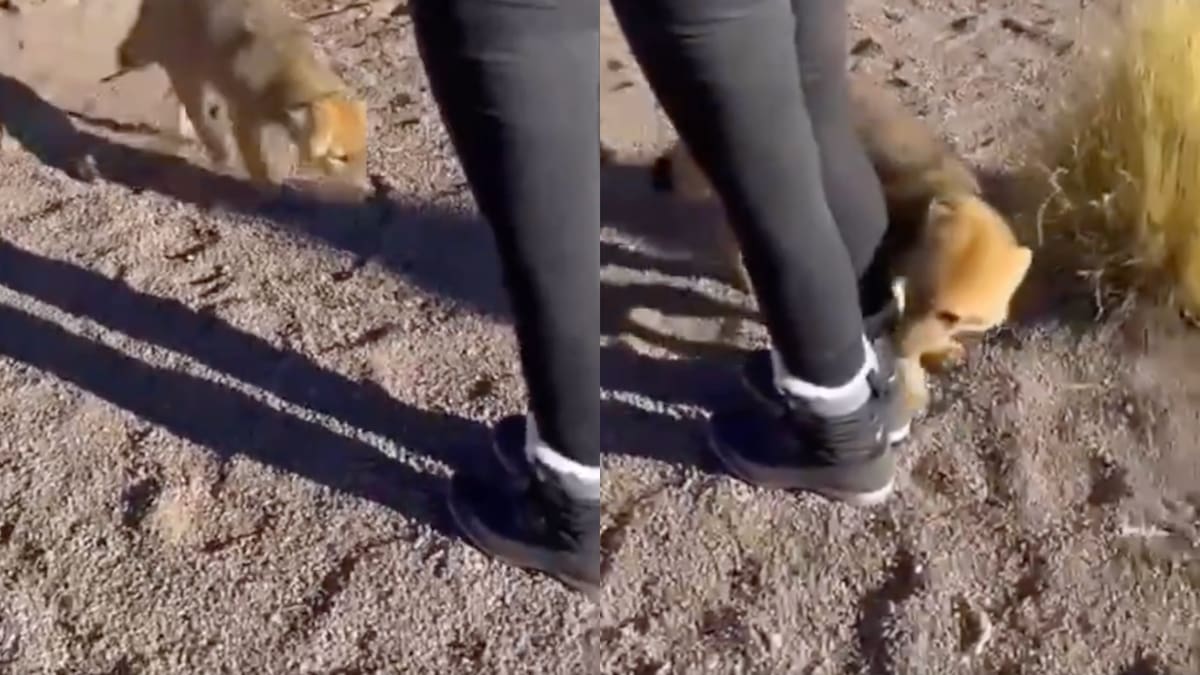 Insólito ataque en San Pedro de Atacama: captan a zorro mordiendo a turista y se hace viral