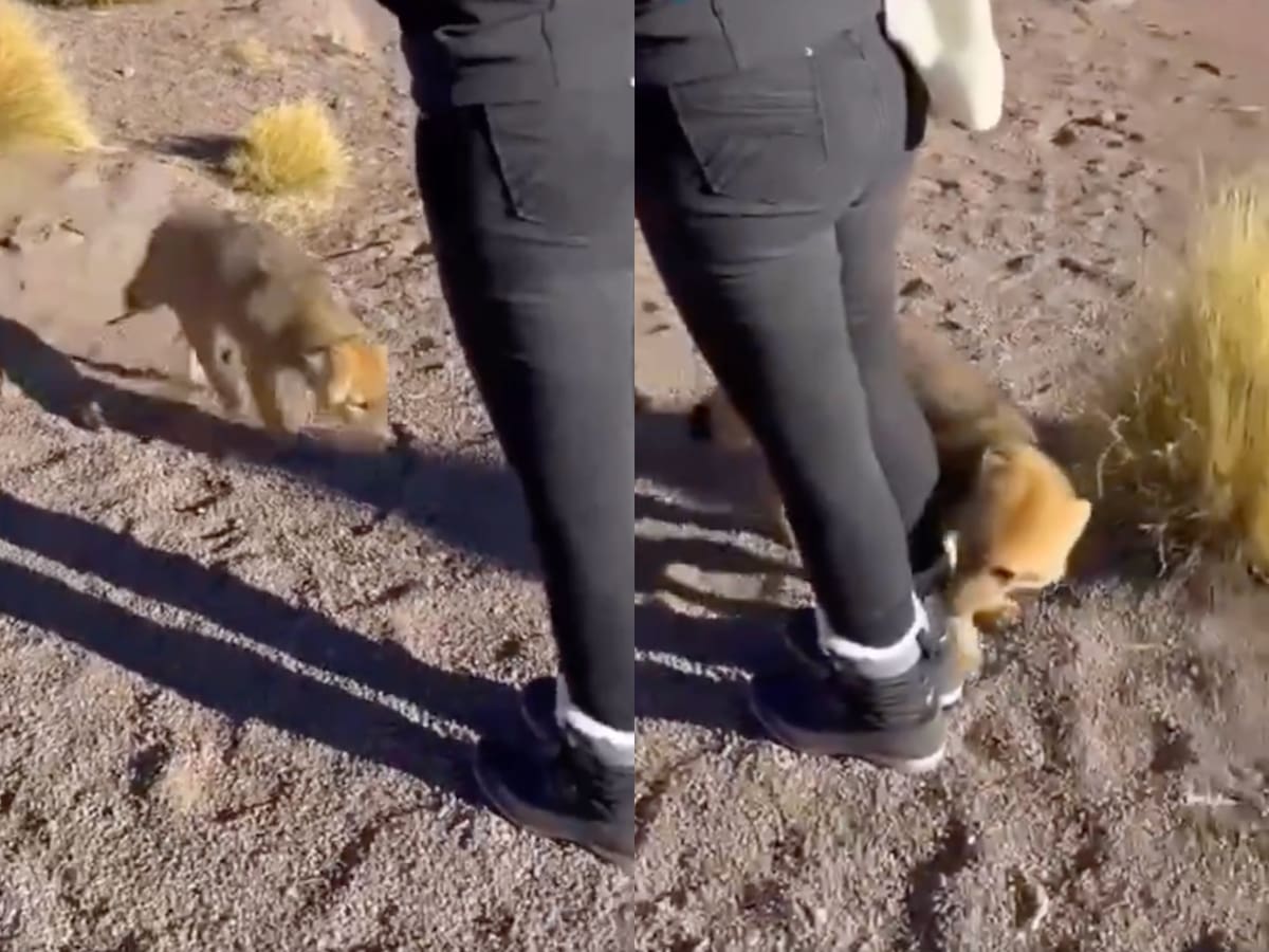 Insólito ataque en San Pedro de Atacama: captan a zorro mordiendo a turista y se hace viral