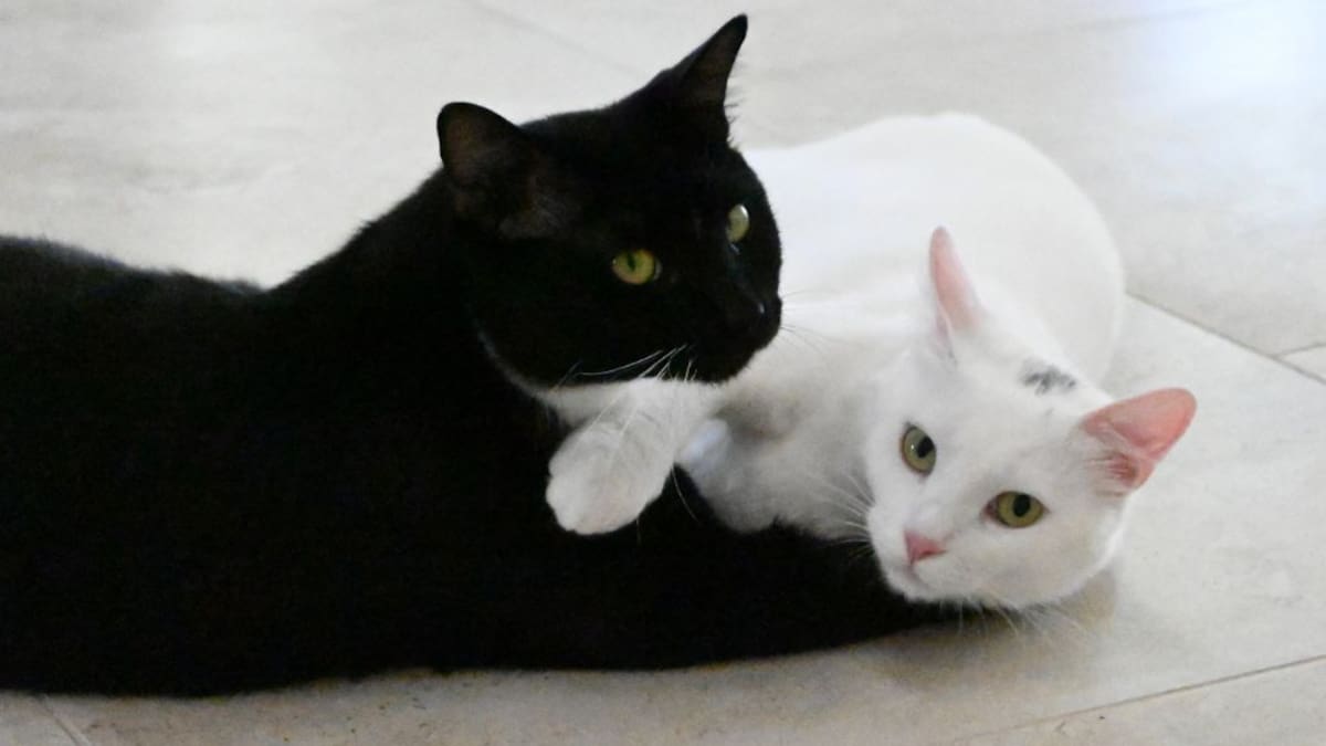 Halloween en Chile: advierten sobre sospechosas solicitudes de adopción de gatos negros y blancos