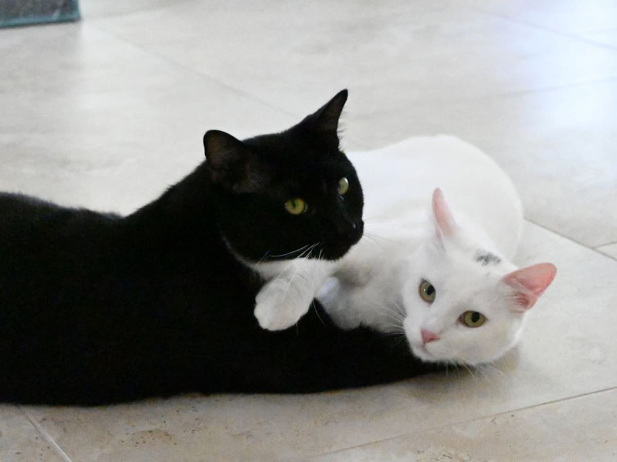 Halloween en Chile: advierten sobre sospechosas solicitudes de adopción de gatos negros y blancos
