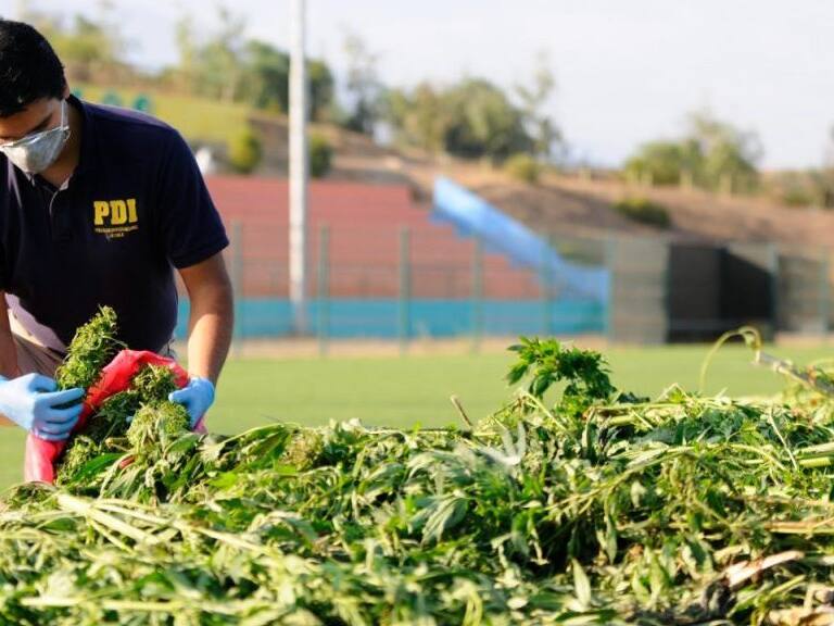 PDI de Concepción incautó 24 mil dosis de cannabis: dos personas fueron detenidas