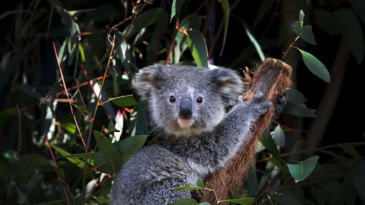El termómetro de la extinción: altas temperaturas disparan mortalidad de los koalas y merman considerablemente su población