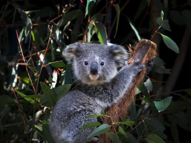 El termómetro de la extinción: altas temperaturas disparan mortalidad de los koalas y merman considerablemente su población