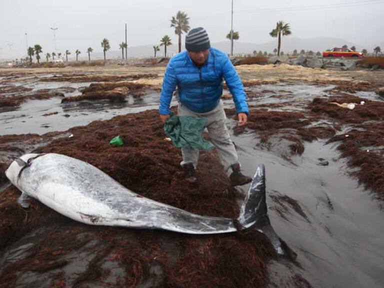 Un delfín, una tortuga y un lobo marino: Temporal en Región de Coquimbo varó a múltiples especies