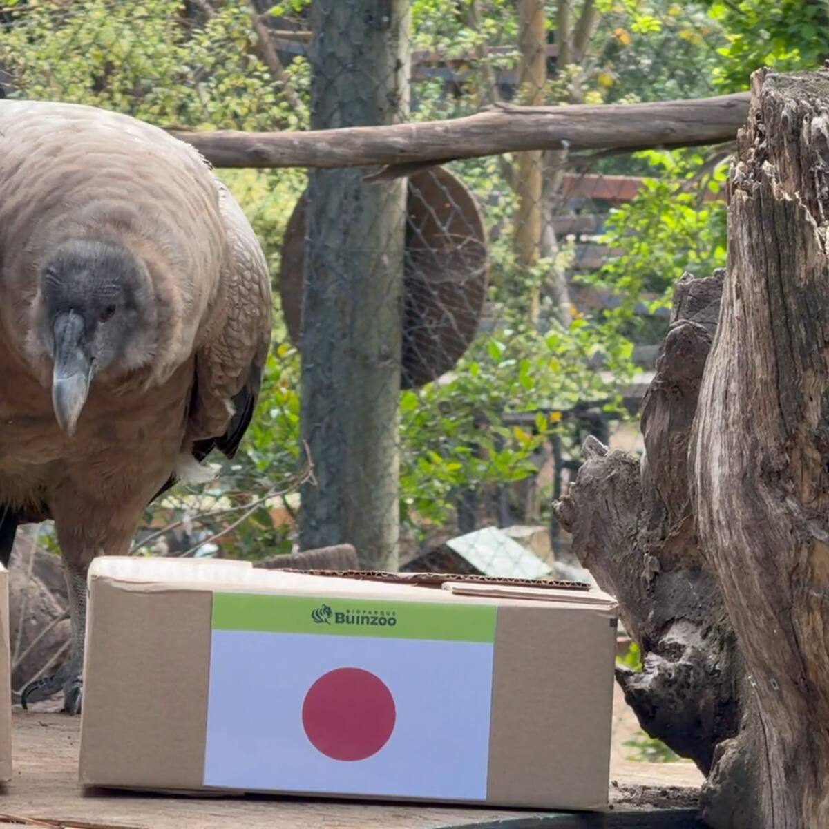 Mundial Sub 20: Pepa, el cóndor del Bioparque Buinzoo, anticipó el ganador entre Chile y Japón