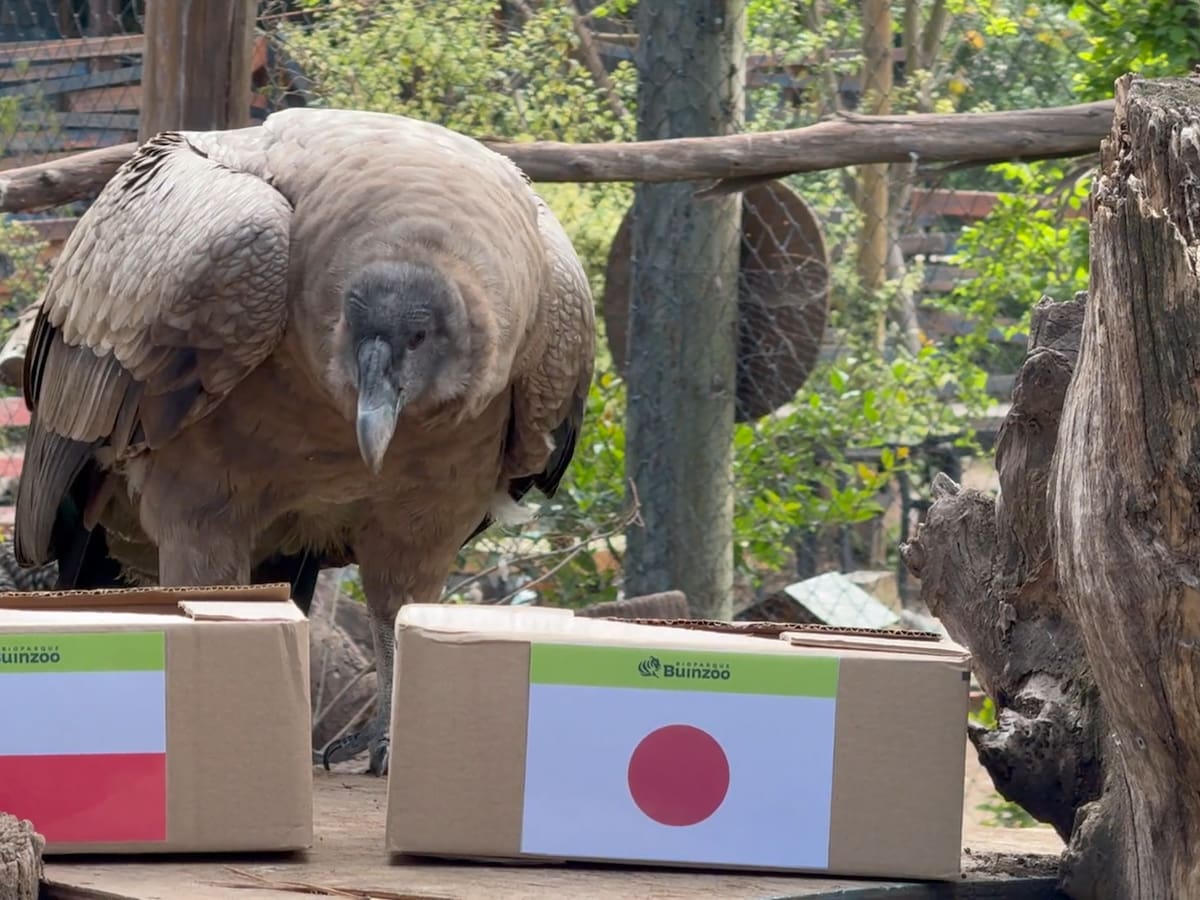 Mundial Sub 20: Pepa, el cóndor del Bioparque Buinzoo, anticipó el ganador entre Chile y Japón