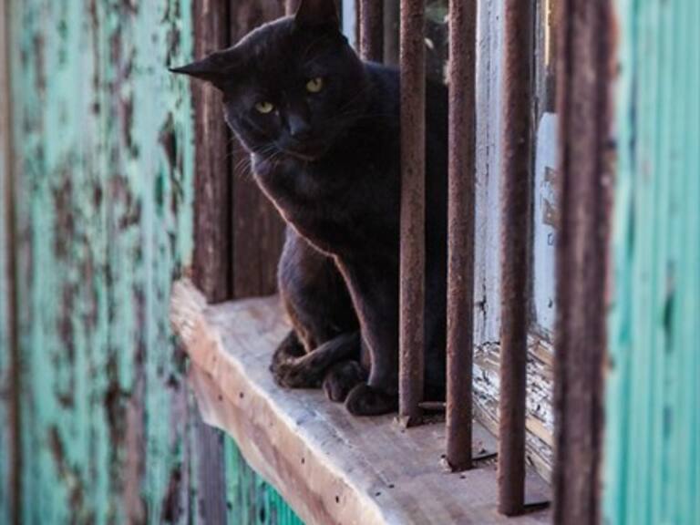 Los científicos aún no saben para qué sirve el hueso en el pene de los perros y gatos