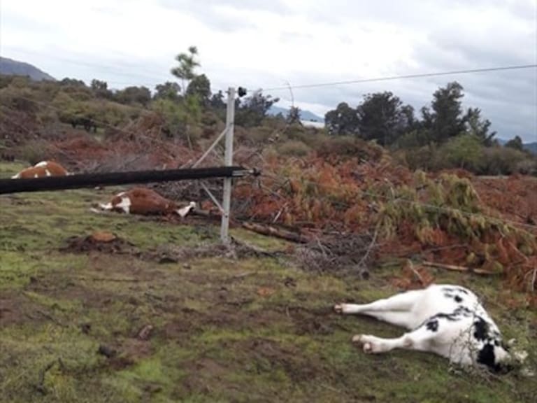 Tormenta botó poste de luz y mató tres vacas en Hualañé