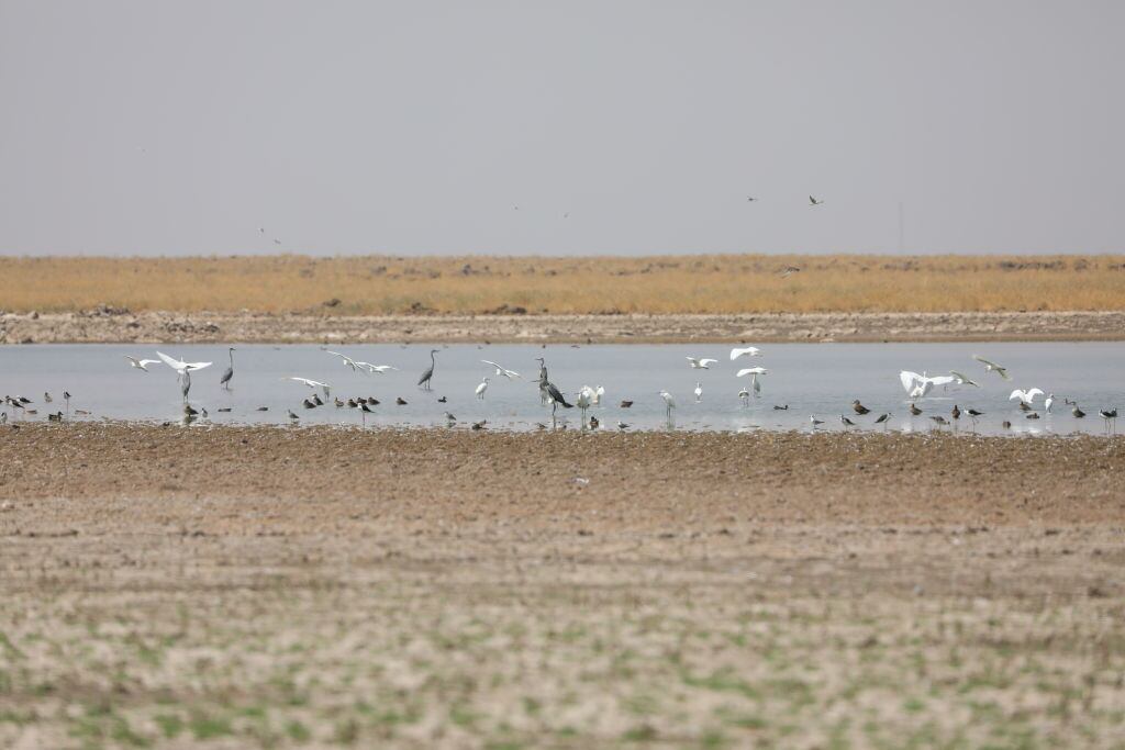 Aves que migran buscan agua en un lago casi seco
