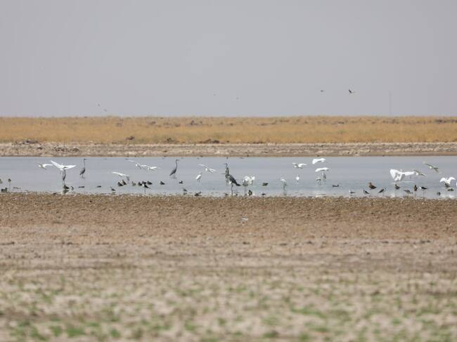 Aves que migran buscan agua en un lago casi seco