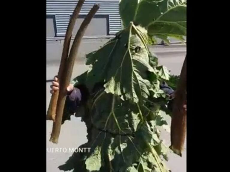 El «Nalca-man»: El nuevo «superhéroe» que circula por Puerto Montt