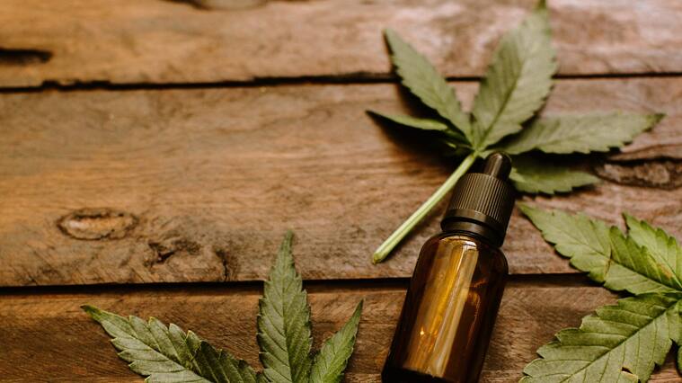 Green leaves of medicinal cannabis with extract oil