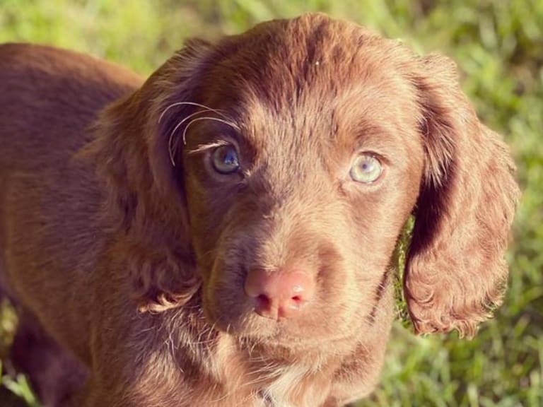 El príncipe William y Kate Middleton celebraron la llegada de su nueva mascota