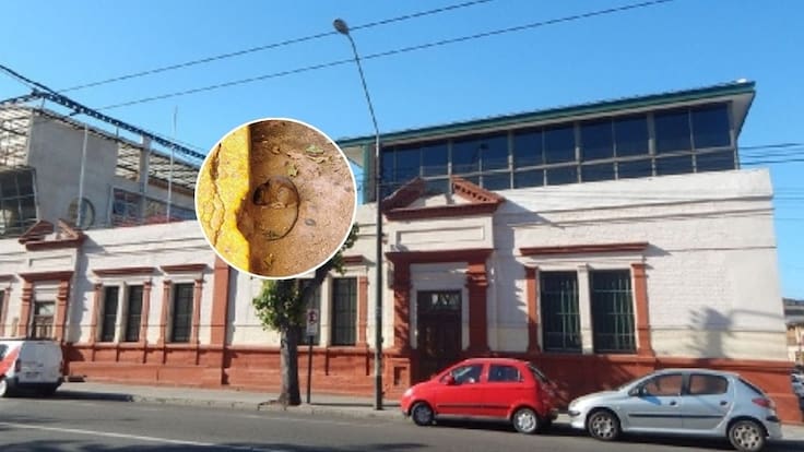 Apoderados exigen medidas urgentes por masiva plaga de ratones junto a colegio de Valparaíso