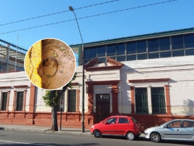 Apoderados exigen medidas urgentes por masiva plaga de ratones junto a colegio de Valparaíso