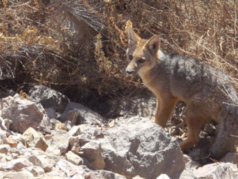 Zorro chilla murió tras su hallazgo en parque nacional en Atacama: se investiga tenencia ilegal