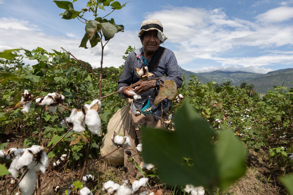 Un trabajador que cosecha algodón en la región de Tolima de Colombia