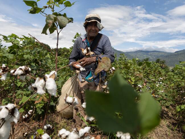 Un trabajador que cosecha algodón en la región de Tolima de Colombia