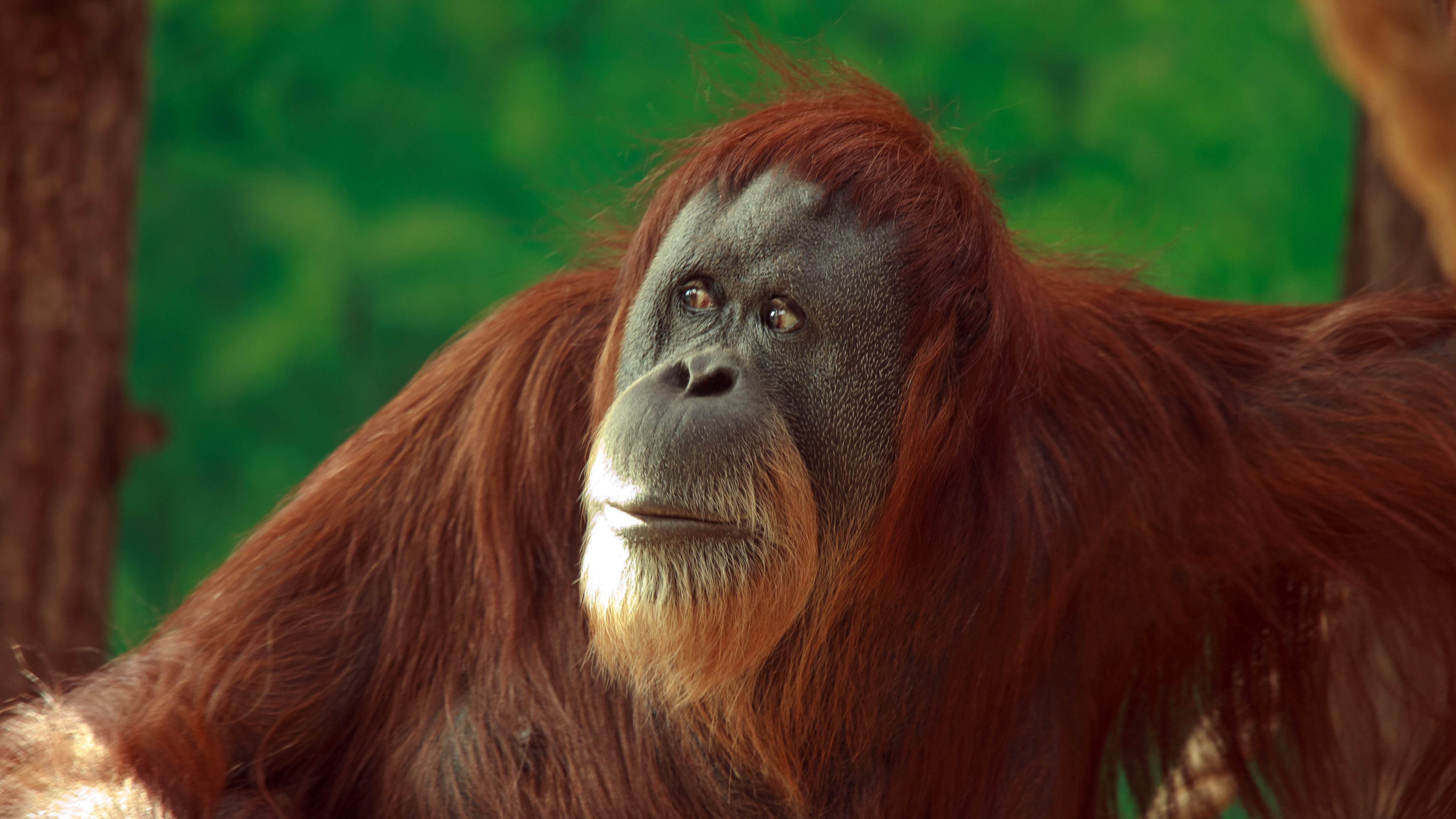 Orangután