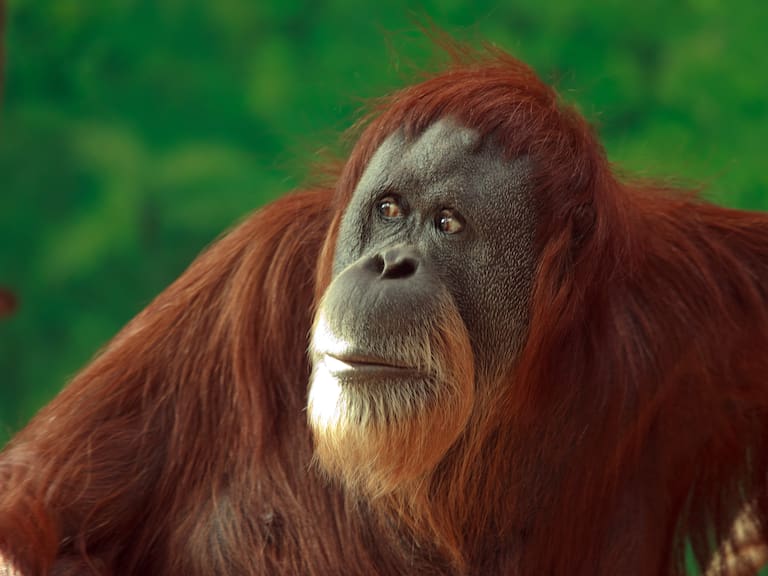 Orangután