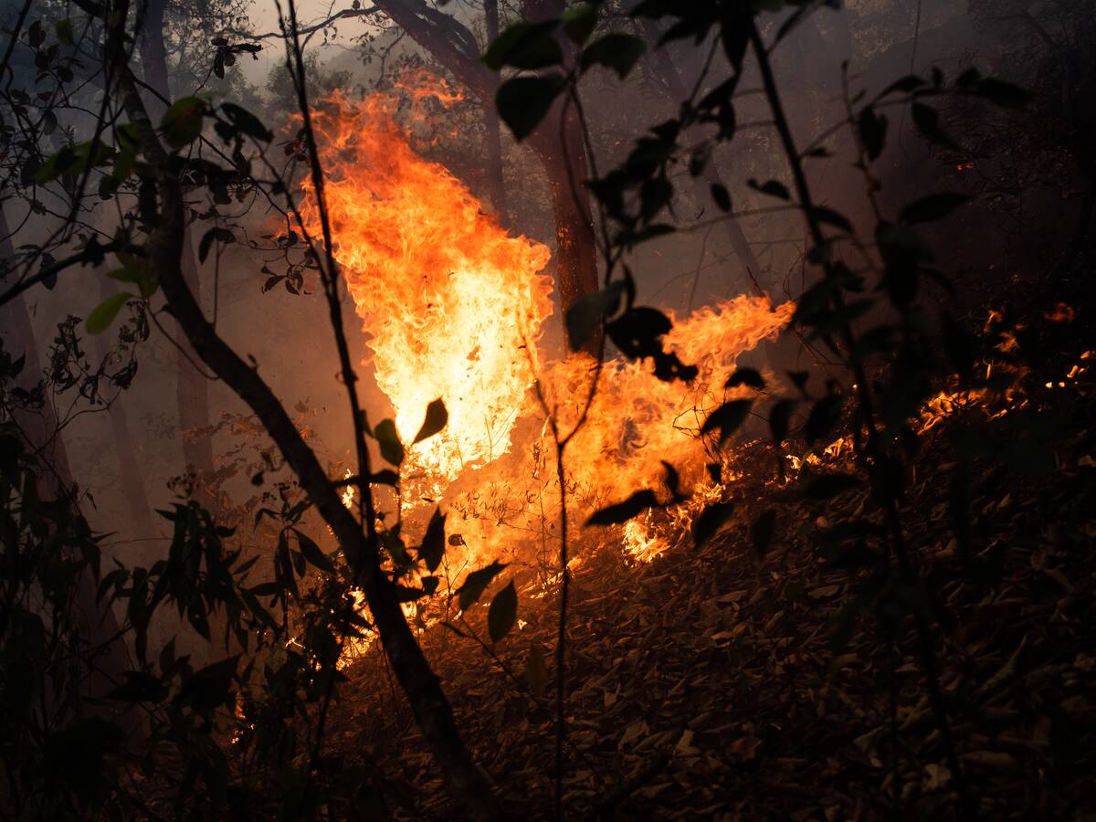 México vive complejo momento por las llamas: país registra 126 incendios forestales activos