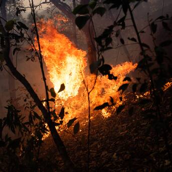 México vive complejo momento por las llamas: país registra 126 incendios forestales activos 