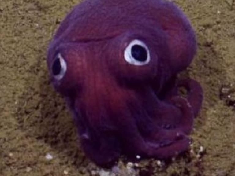 Científicos hallan extraña especie parecida a Calamardo de Bob Esponja